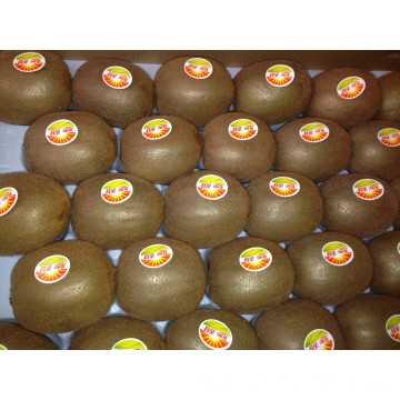 New Crop Good Quality Fresh Kiwi